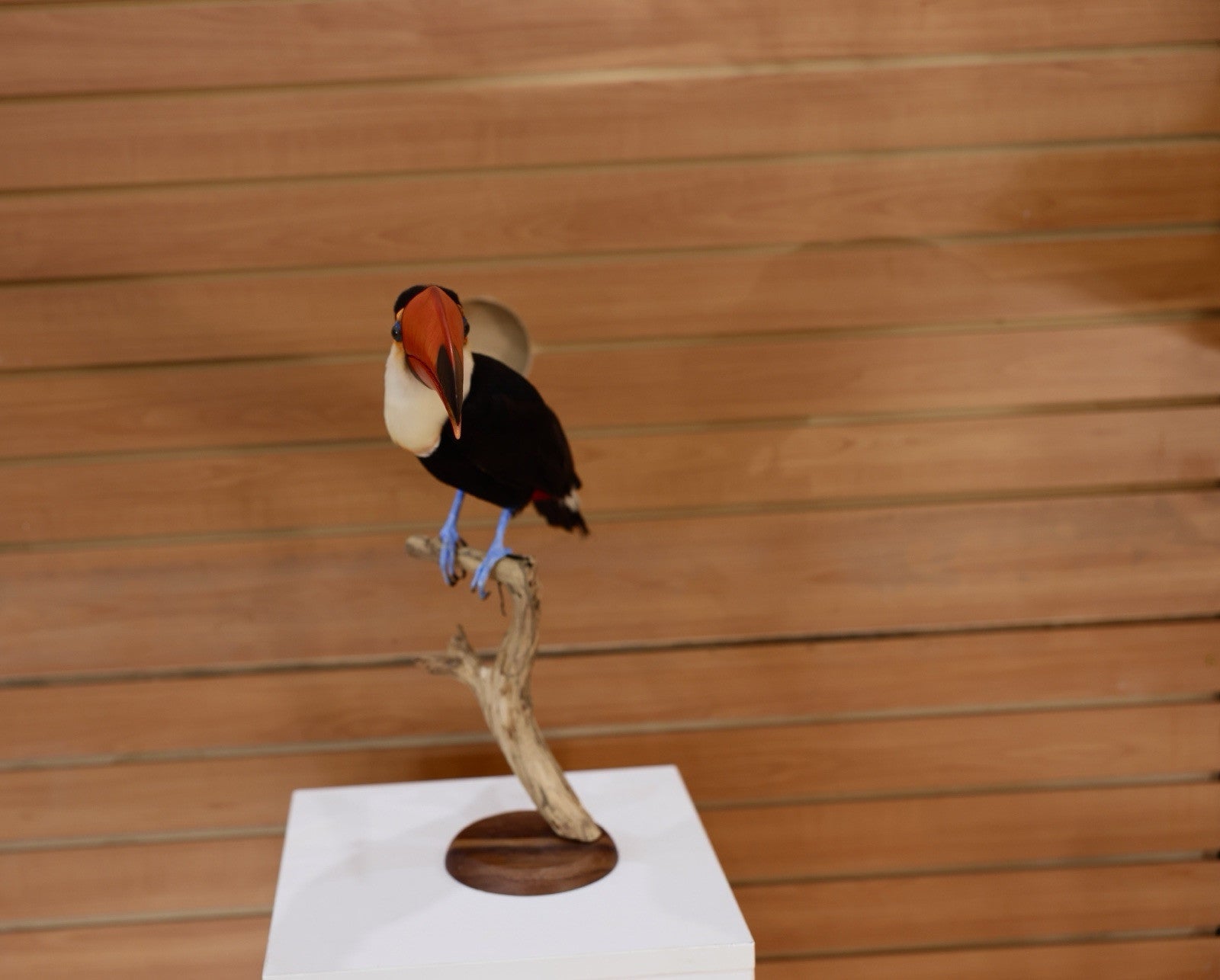 Museum Quality Toco Toucan Taxidermy Mount Toco23