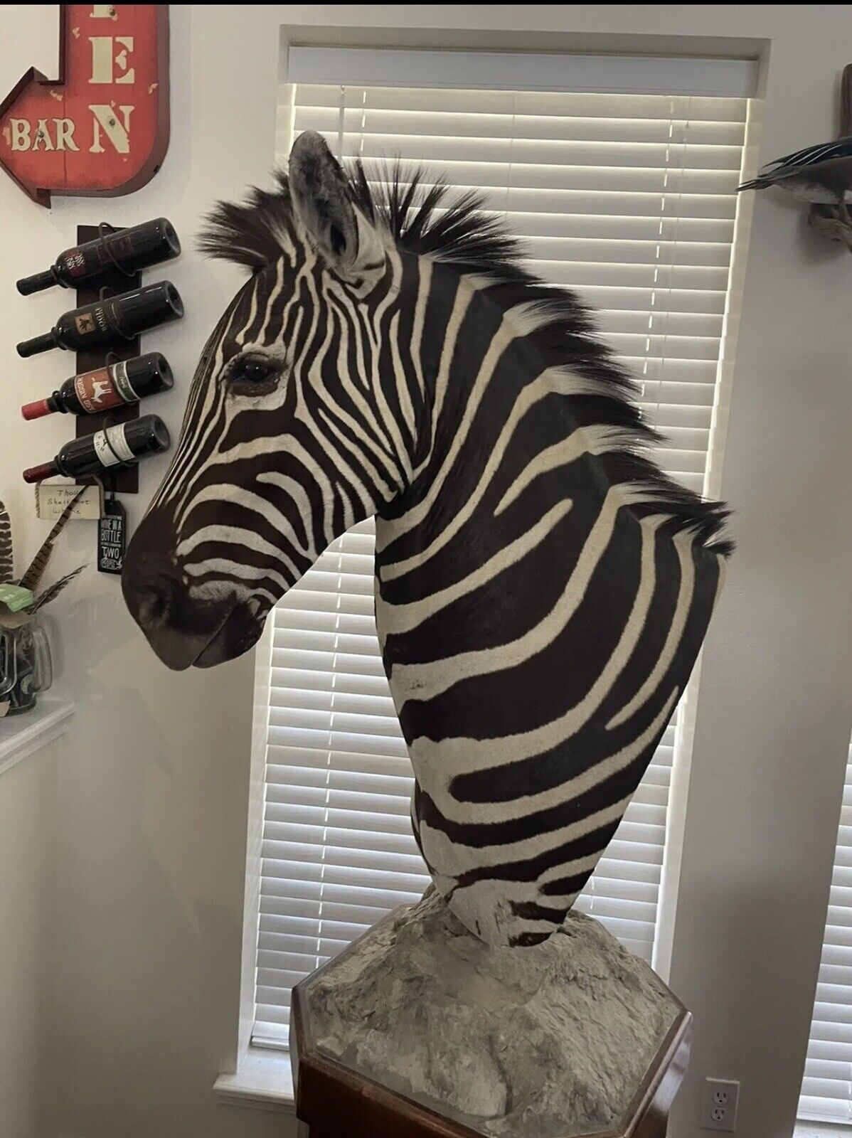 Burchells Zebra Pedestal Mount African Safari Taxidermy
