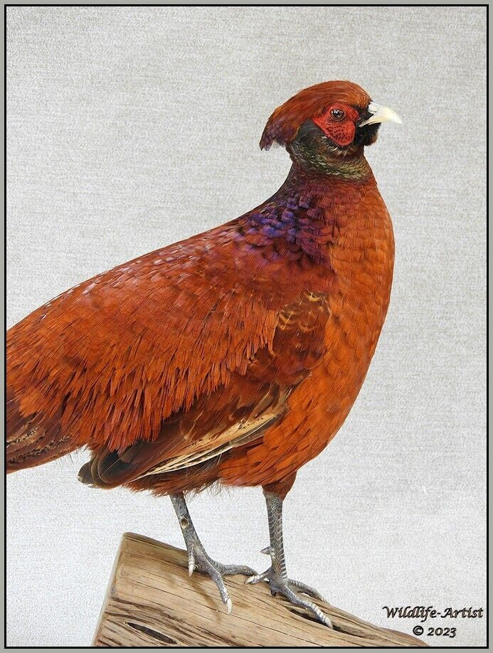 Pheasant Taxidermy Mount Bird Gamebird Feathers Exotic by Wildlife-Artist