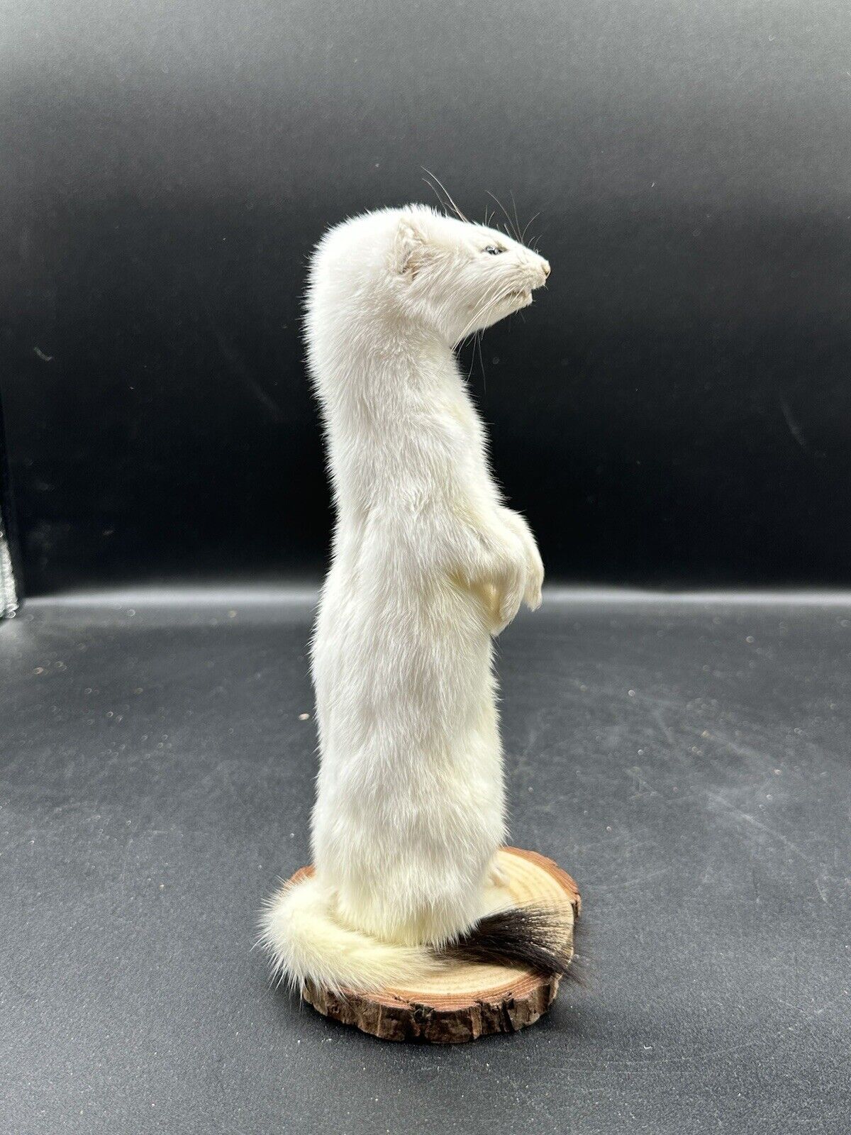 Beautiful Adorable Weasel Ermine Small Animal Taxidermy Mount Art Wildlife 25W