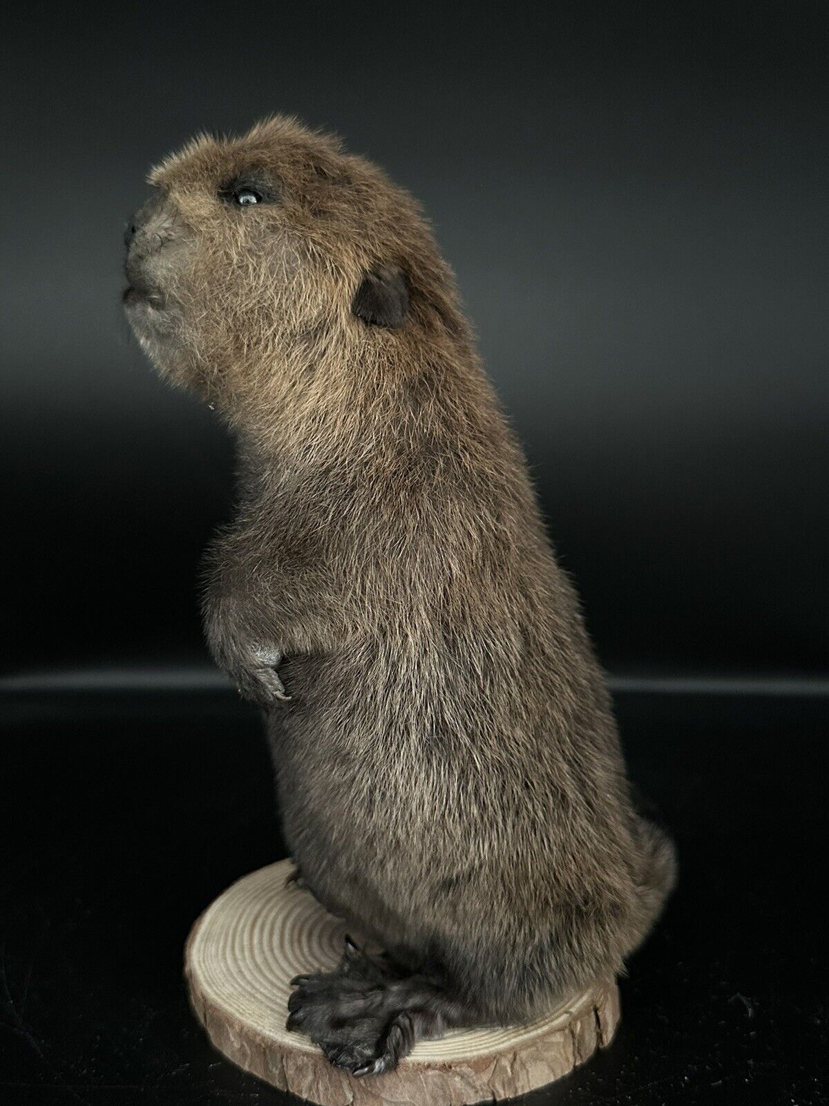 Beautiful Adorable Baby Beaver Kit Taxidermy Mount Art Wildlife 18B