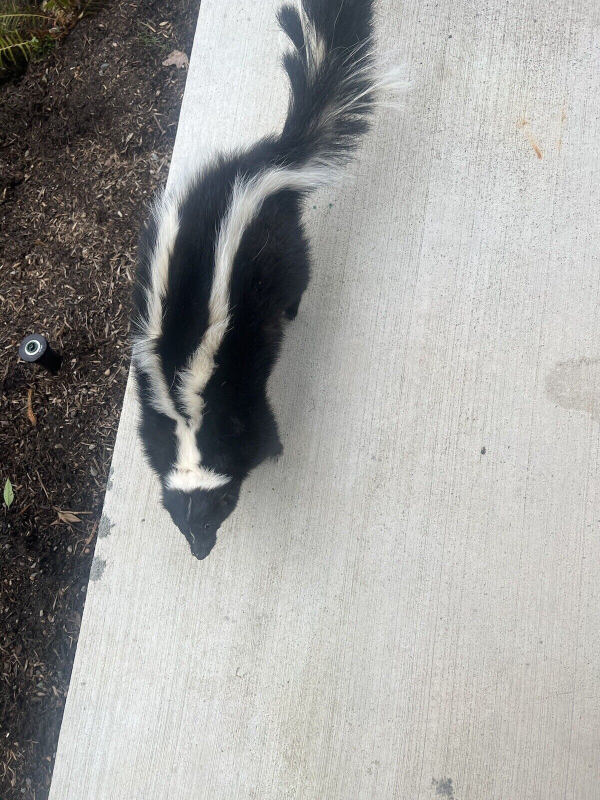 New Long Fur White Fluffly SKUNK Taxidermy Mount