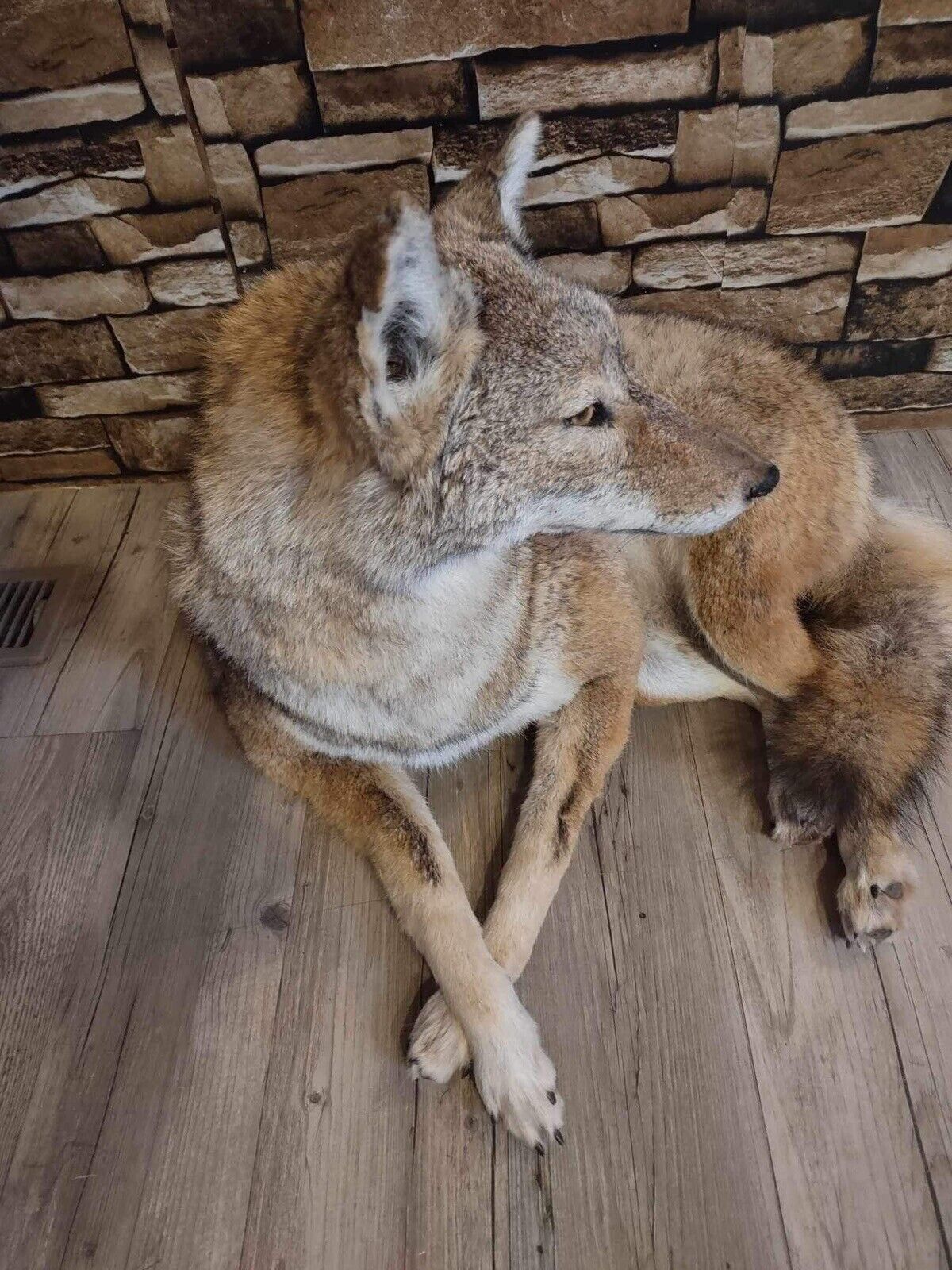 Coyote Taxidermy Custom Full Body Mount Home Camp Wall Decor Hunting Cabin