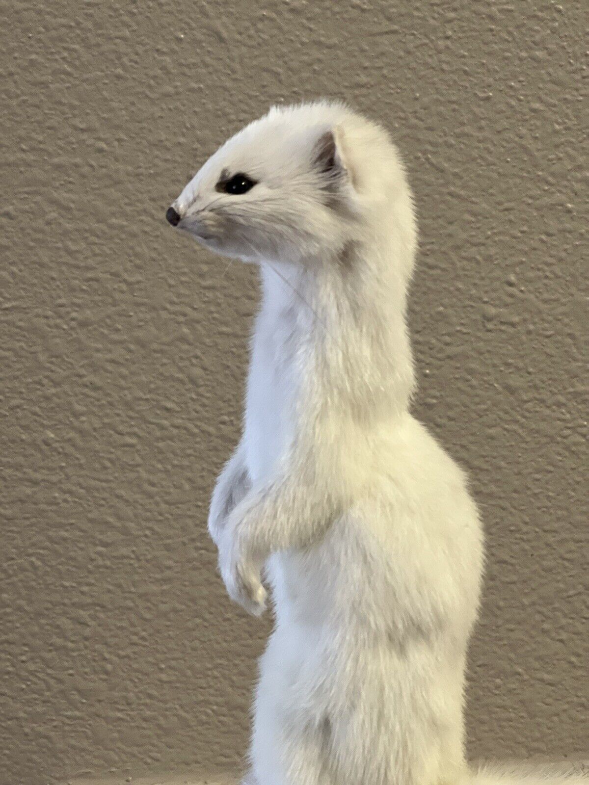 Beautiful Adorable Weasel Ermine Small Animal Taxidermy Mount Art Wildlife