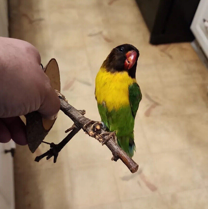 Black masked lovebird Taxidermy Mount