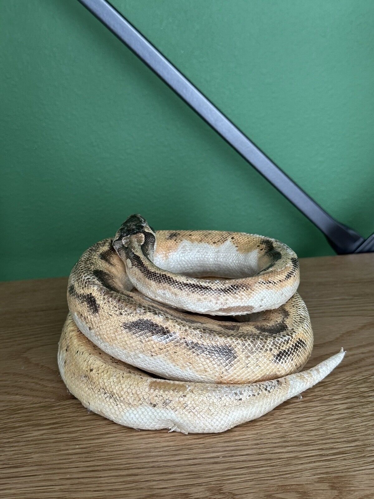 Real Ball Dinker Python Taxidermy Mount