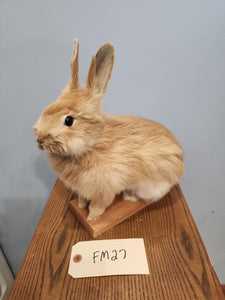 Taxidermy, CUTE, SOFT, Bunny Rabbit, Easter Bunny Log Cabin Lodge