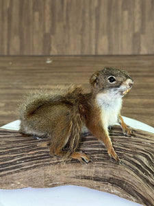 Beautiful Adorable Red Squirrel Small Animal Taxidermy Mount Art Wildlife 17S