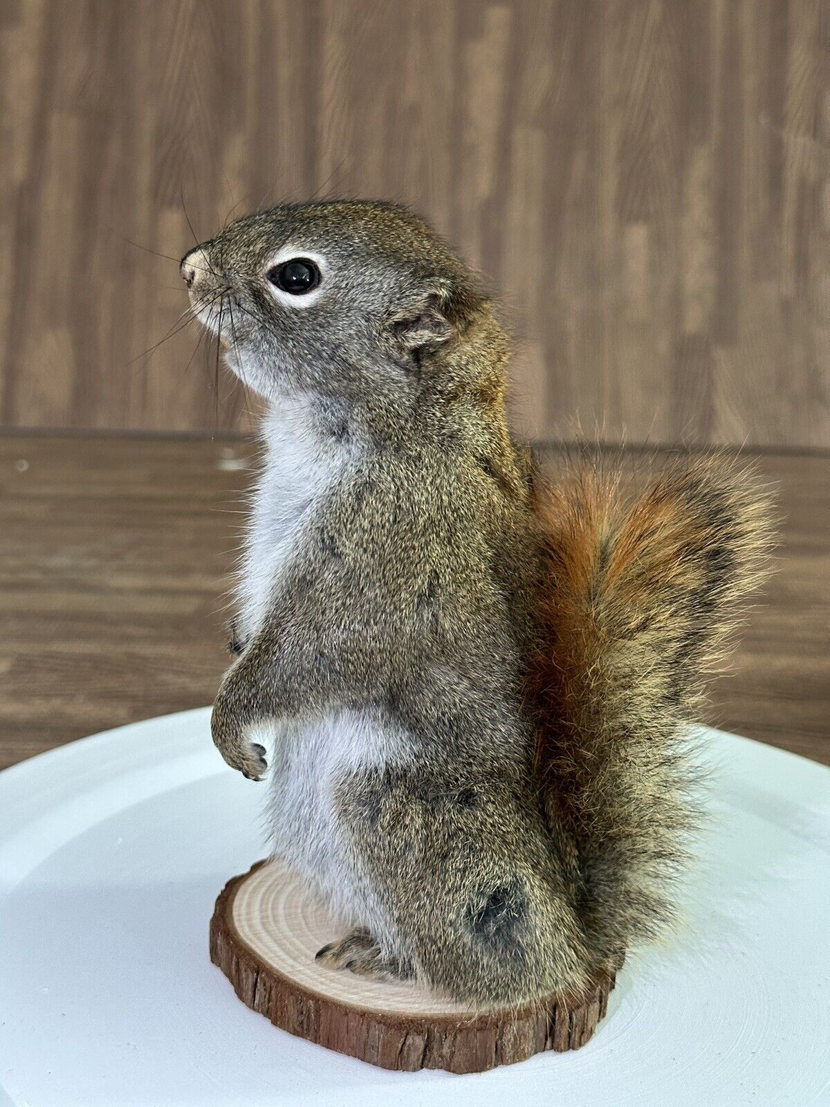 Beautiful Adorable Red Squirrel Small Animal Taxidermy Mount Art Wildlife 15S