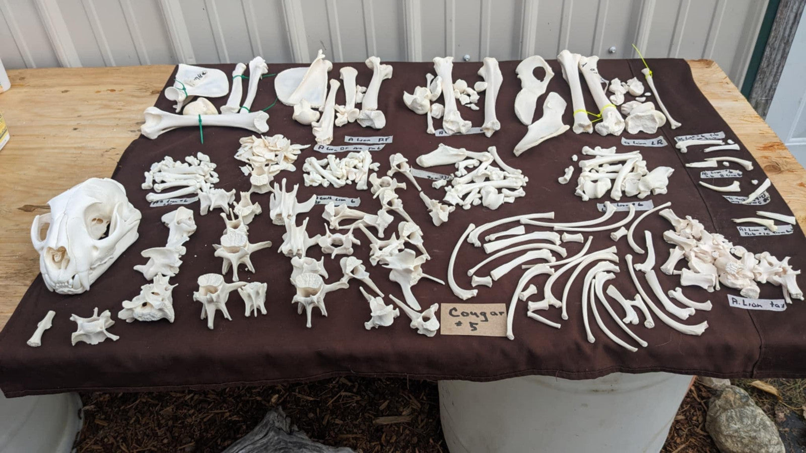 Complete cougar skeleton ready for articulation