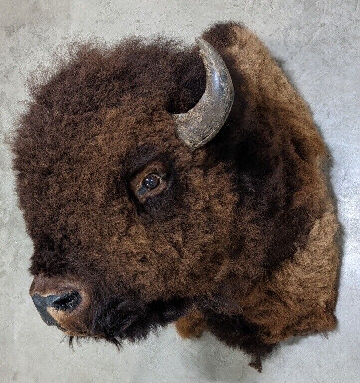 Real Buffalo / Bison Shoulder Taxidermy Mount (you Get One Pictured)