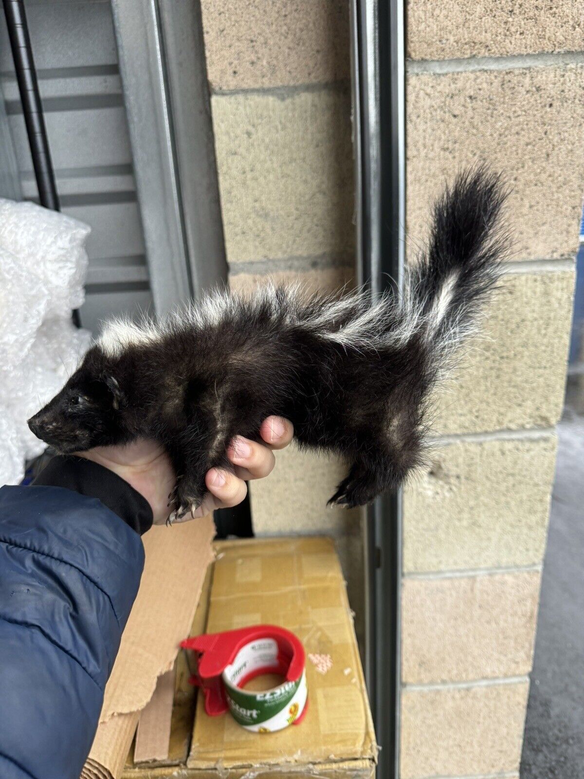 skunk baby taxidermy mount