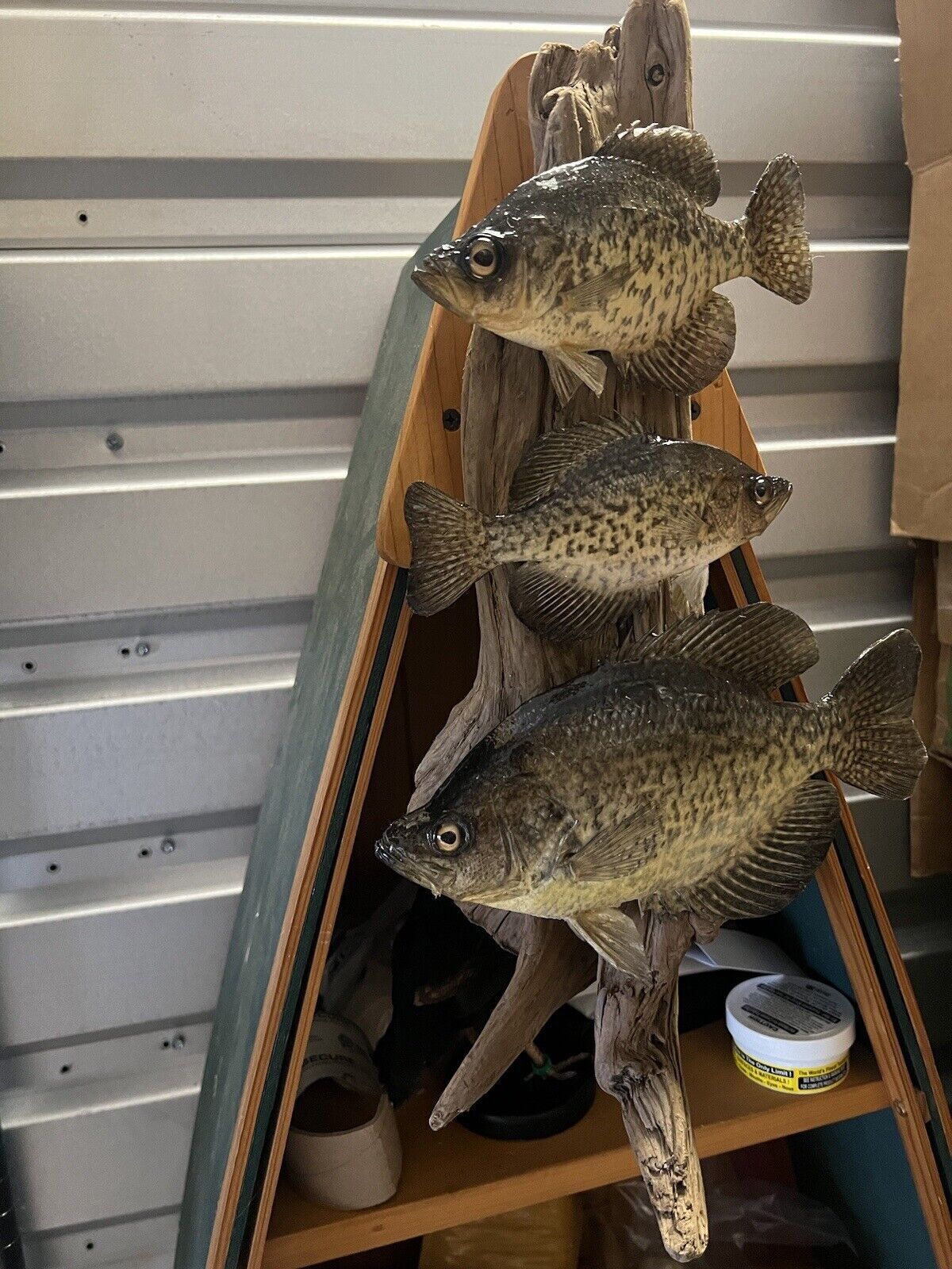 Beautiful Sunfish Crappie Perch Fish Taxidermy Wall Mount Art Wildlife