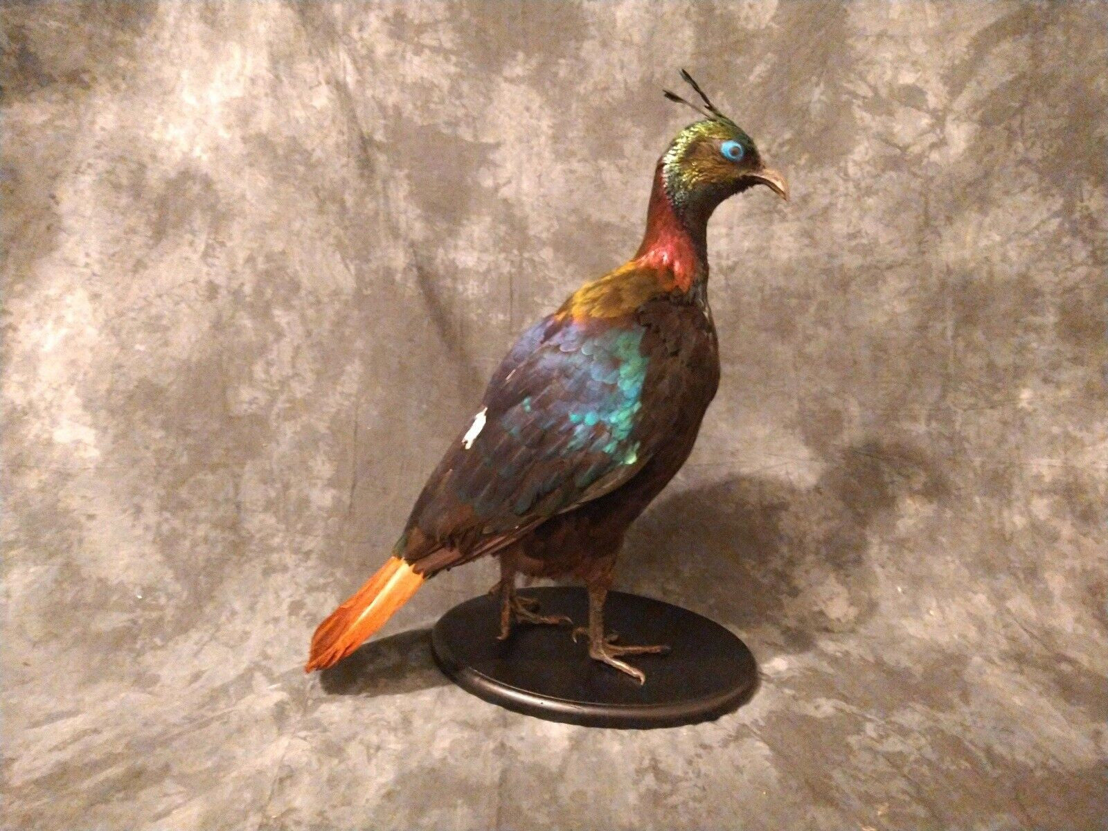 Impeyan pheasant Taxidermy Bird Mount