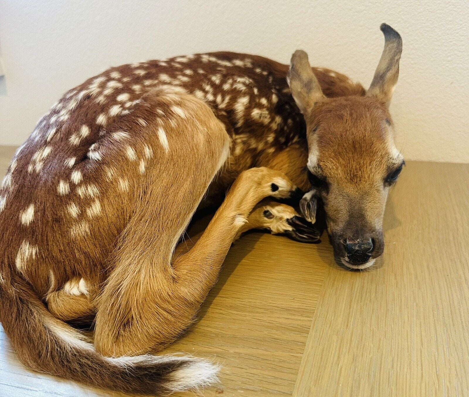 Museum Quality Real Deer Fawn Taxidermy Mount