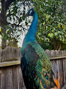 India Blue black shoulder PEACOCK Taxidermy Mount museum quality