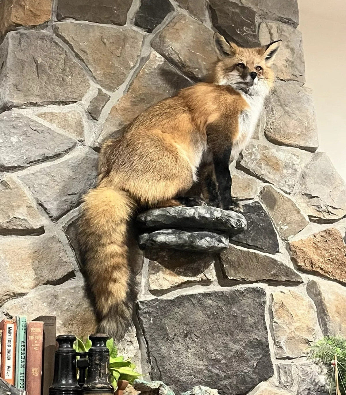 FHWASIM1 - Red Fox Taxidermy Full Body Mount Cabin Camp Man Cave Home Decor NEW!