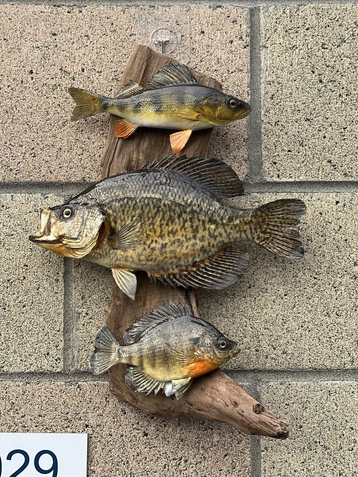 Beautiful Sunfish Crappie Perch Fish Taxidermy Wall Mount Art Wildlife