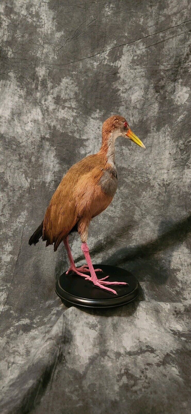 Rare Stunning Gaintwood rail Bird Standing Pedestal Taxidermy Mount