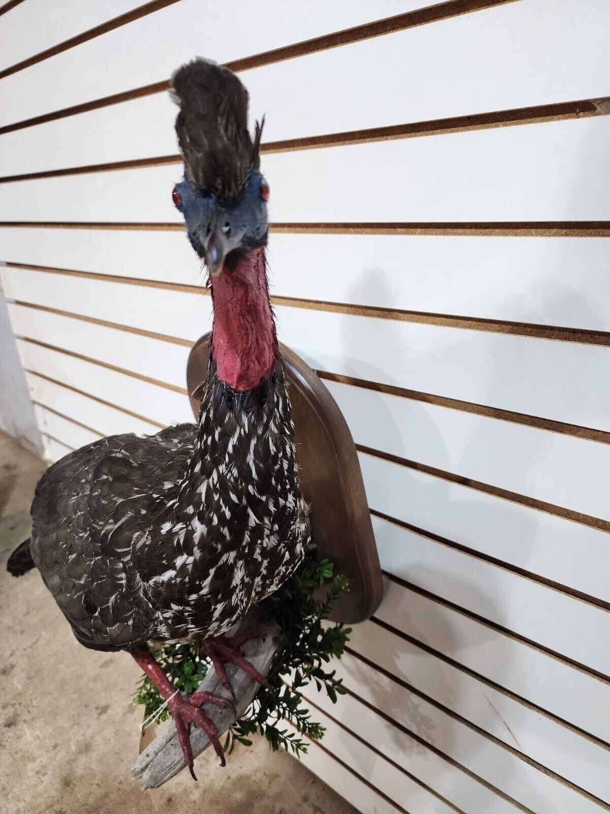 crested guan (Penelope purpurascens) Taxidermy Bird Mount