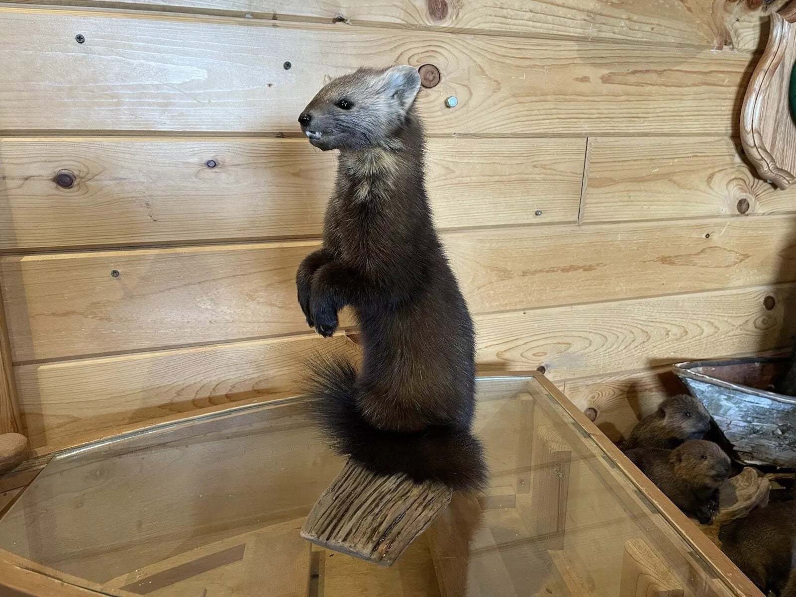 Pine Marten Alaskan Life Size Taxidermy Mount