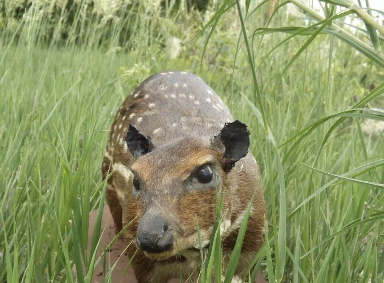 Lowland Paca Life-size  UNUSUAL/ODDITY Taxidermy Mount