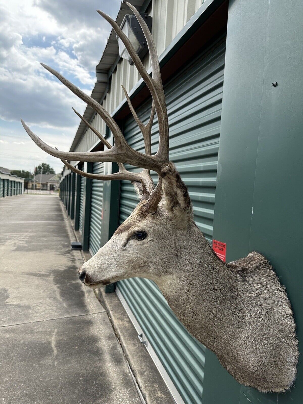 Deer Head Mount Taxidermy Antler Log Cabin Decor Hunt Horn