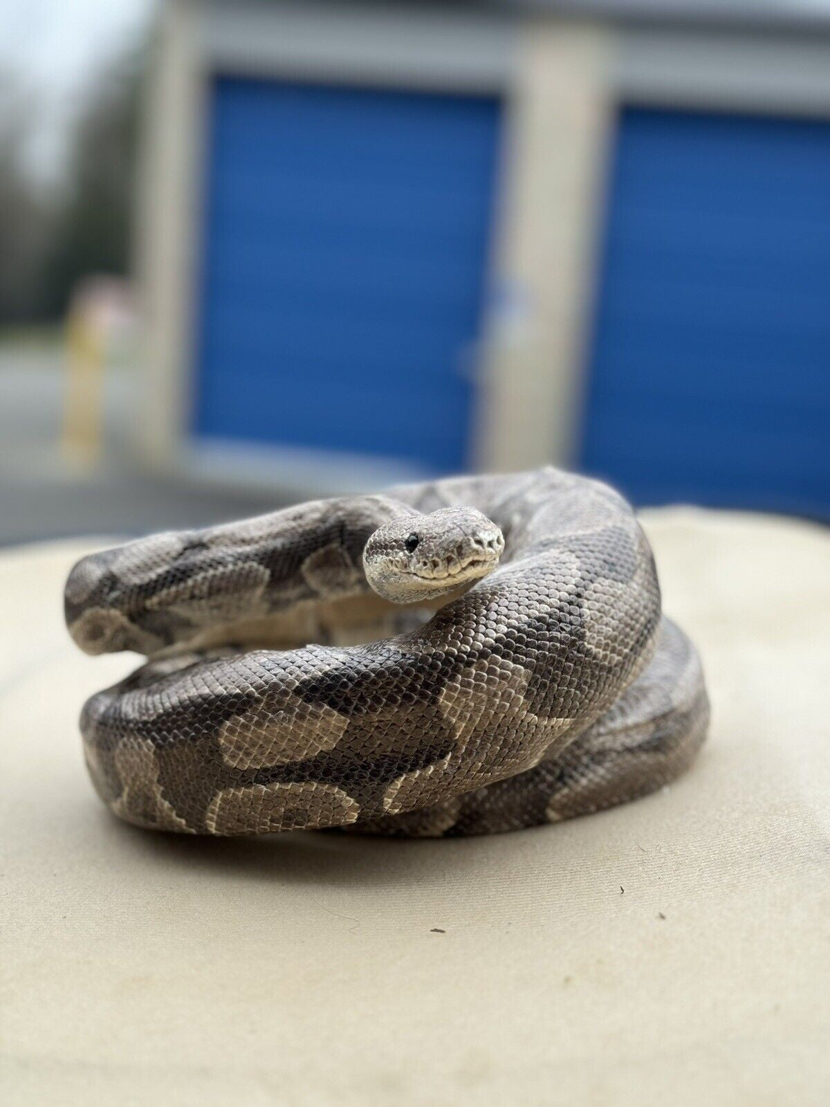 Real Massive Ball Dinker Python Taxidermy Mount