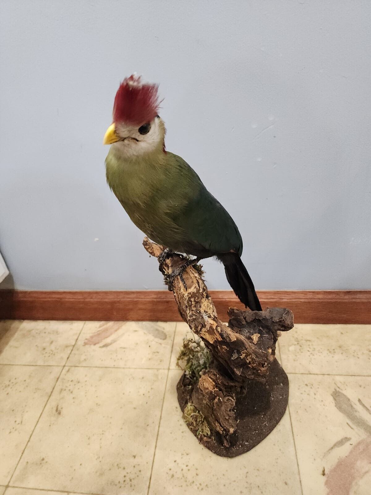 Red Crested turaco Bird Mount Taxidermy