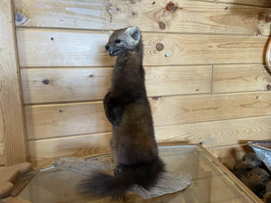 Pine Marten Alaskan Life Size Taxidermy Mount