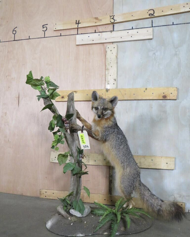 Grey Fox Taxidermy Full Body Mount Cabin Camp Man Cave Home Decor Gray NEW!