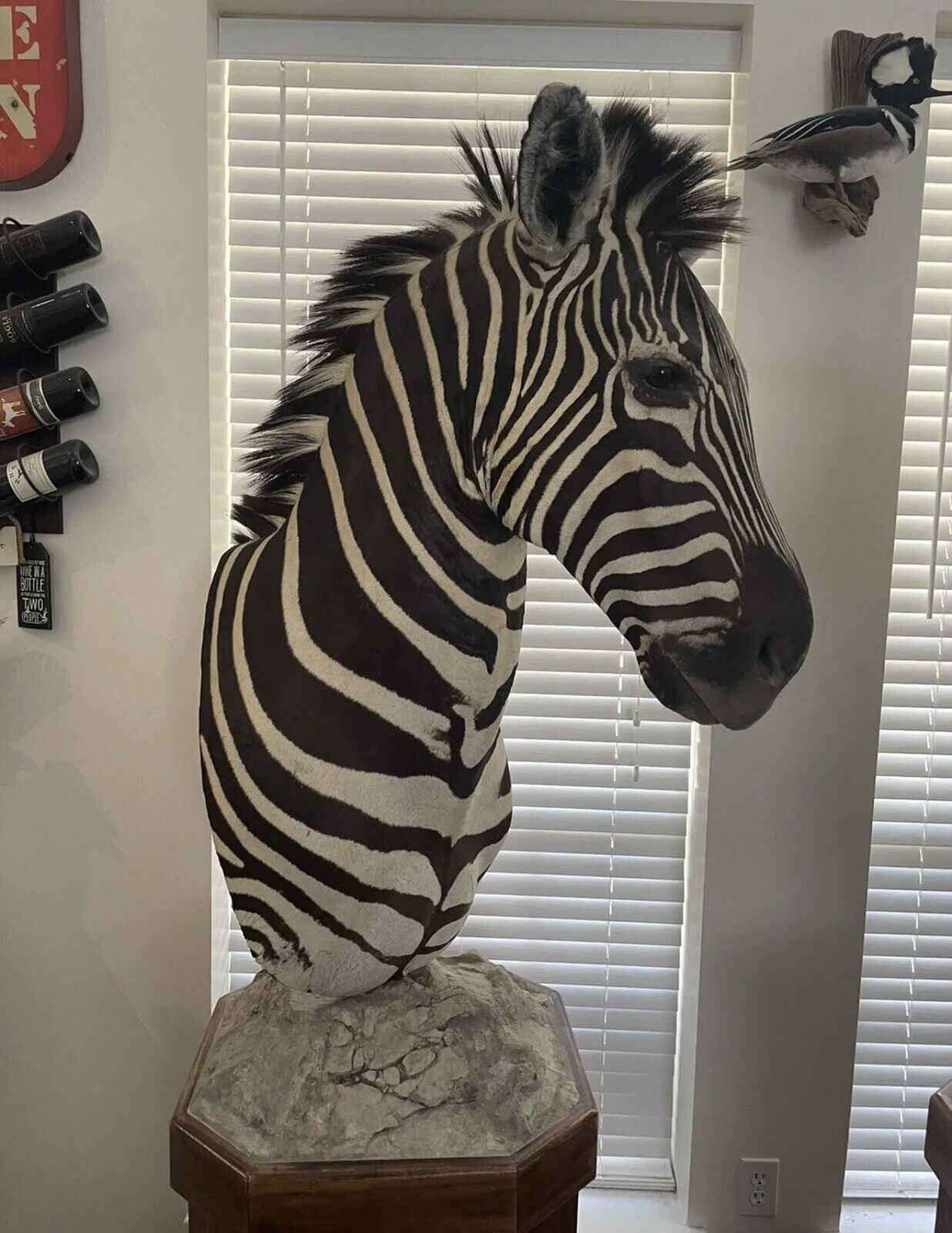 Burchells Zebra Pedestal Mount African Safari Taxidermy