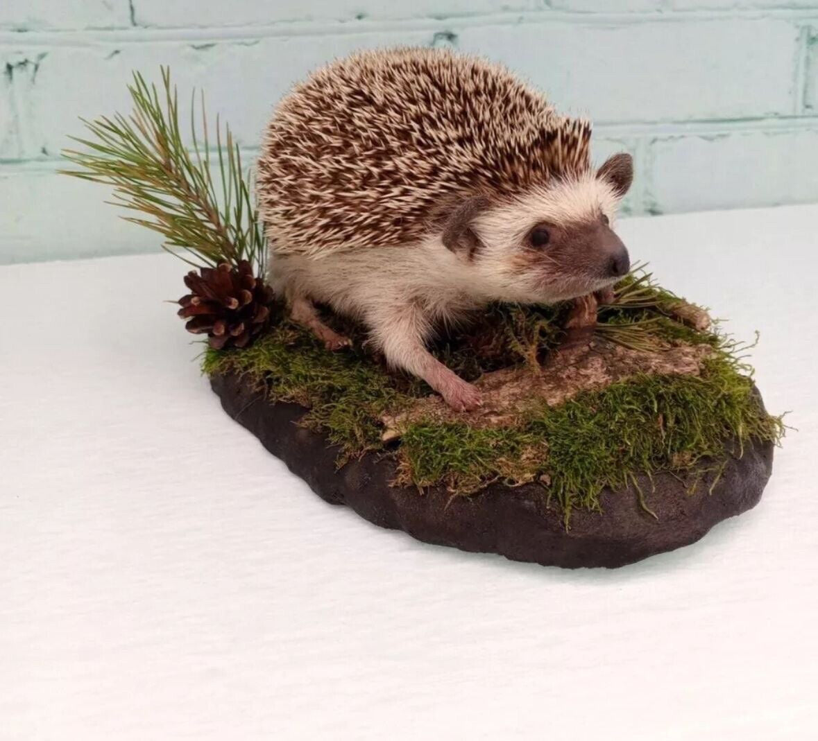 Large Hedgehog Taxidermy Mount