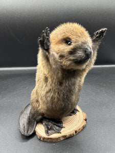 Beautiful Adorable Baby Beaver Kit Taxidermy Mount Art Wildlife 15B