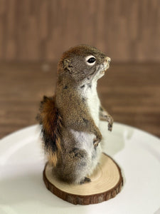 Beautiful Adorable Red Squirrel Small Animal Taxidermy Mount Art Wildlife 13S