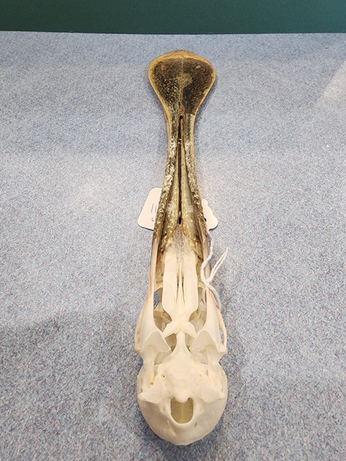 Real African spoonbill Bird Skull Taxidermy Sk1