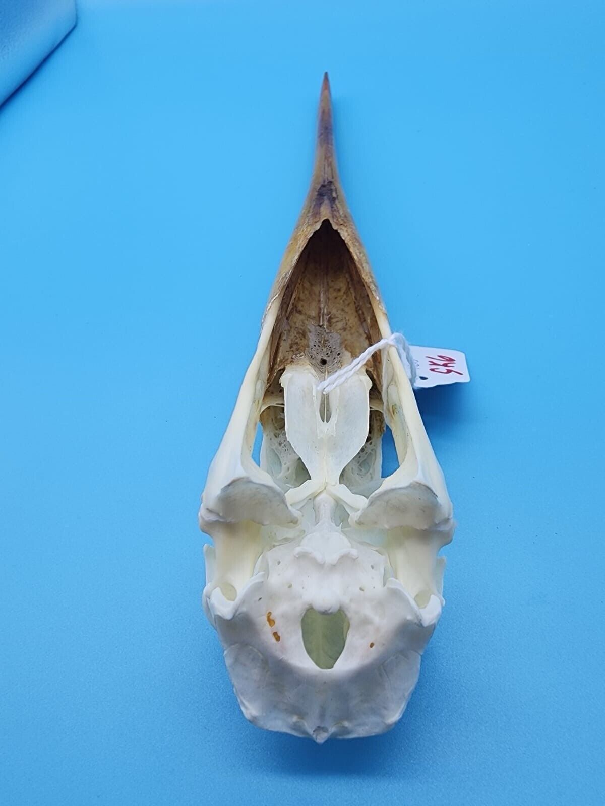 Real Yellow-billed stork Bird Skull Taxidermy Sk6