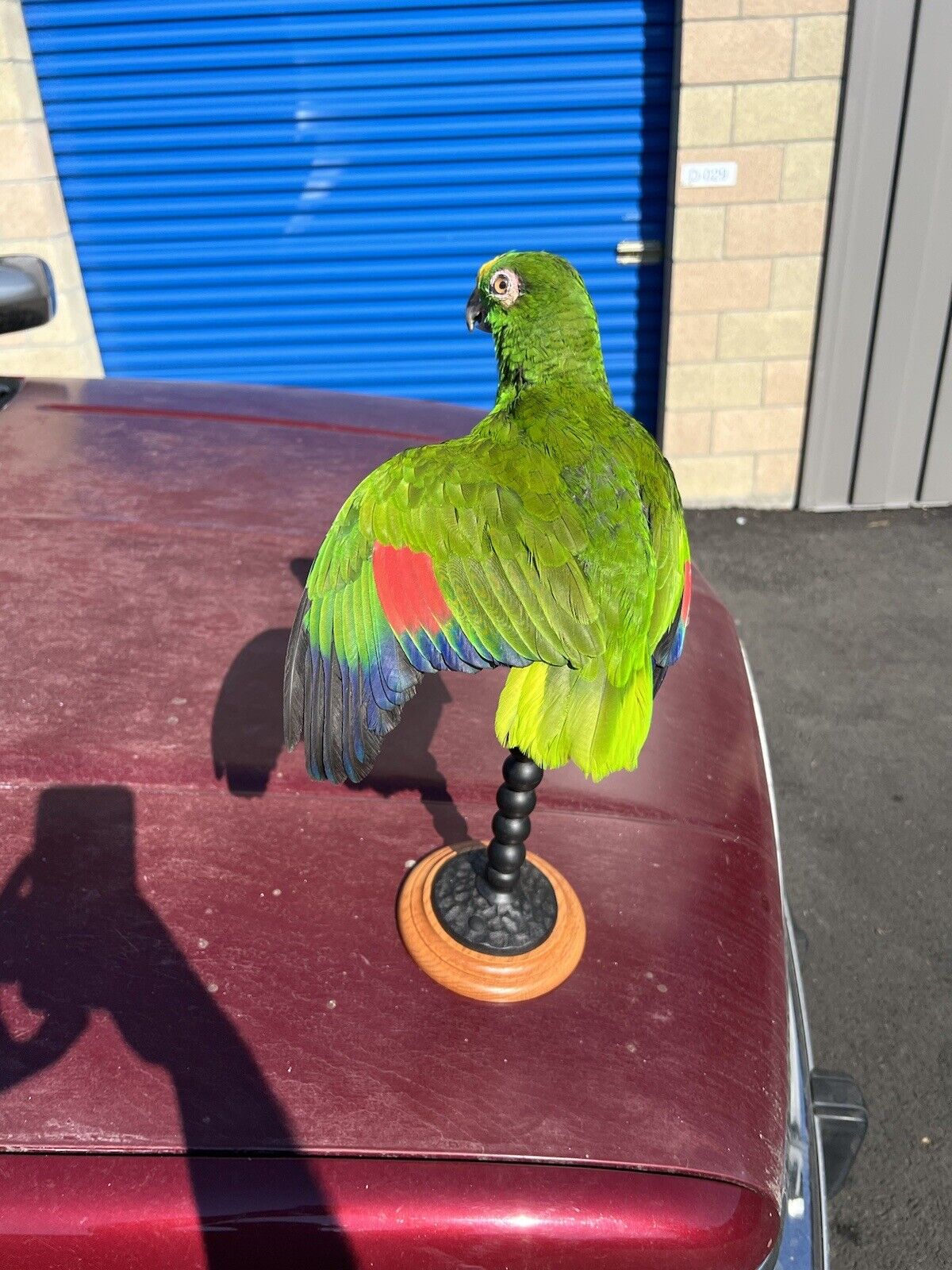 yellow crowned amazon Parrot Taxidermy Mount