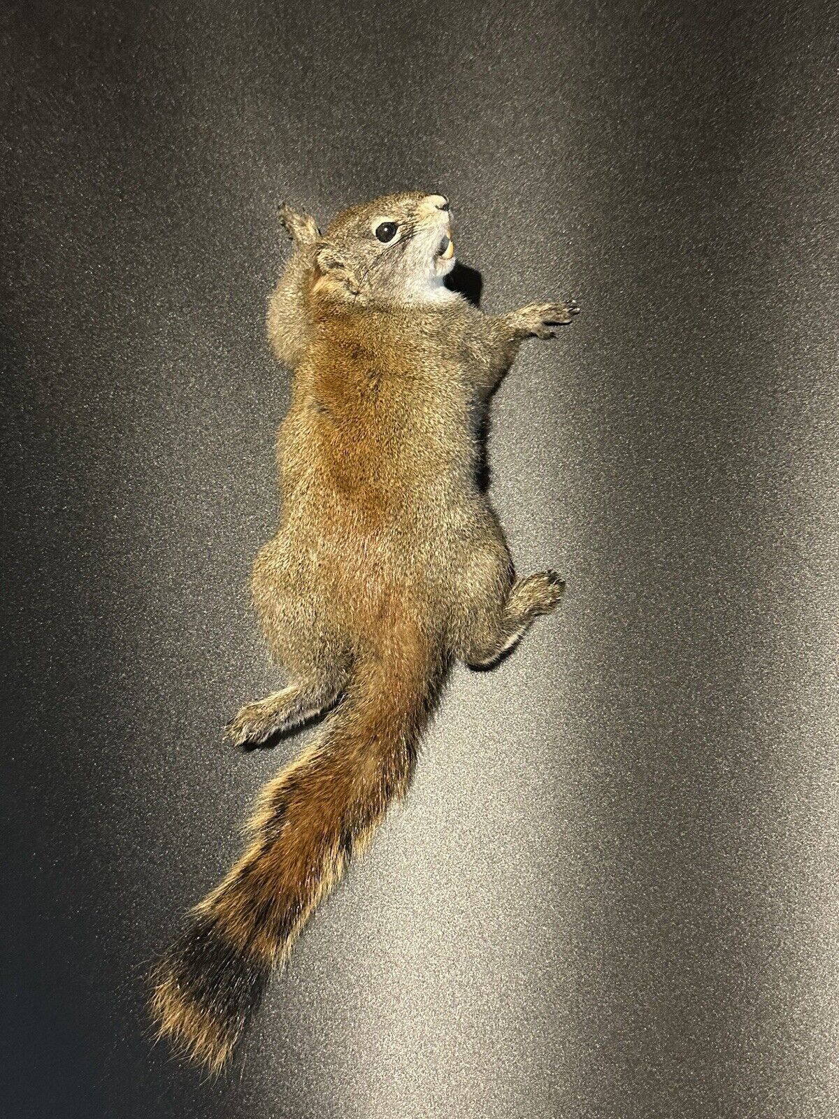 Beautiful Adorable Red Squirrel Small Animal Taxidermy Mount Art Wildlife 26S