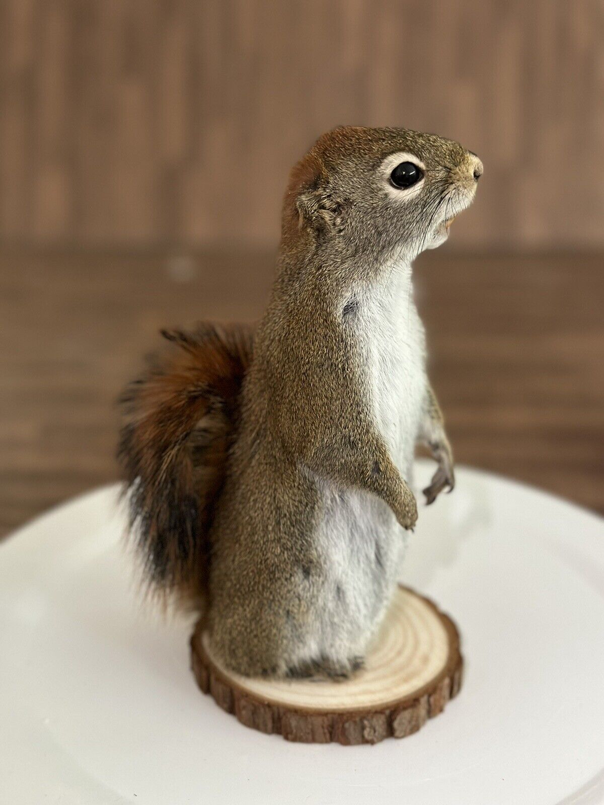 Beautiful Adorable Red Squirrel Small Animal Taxidermy Mount Art Wildlife 12S