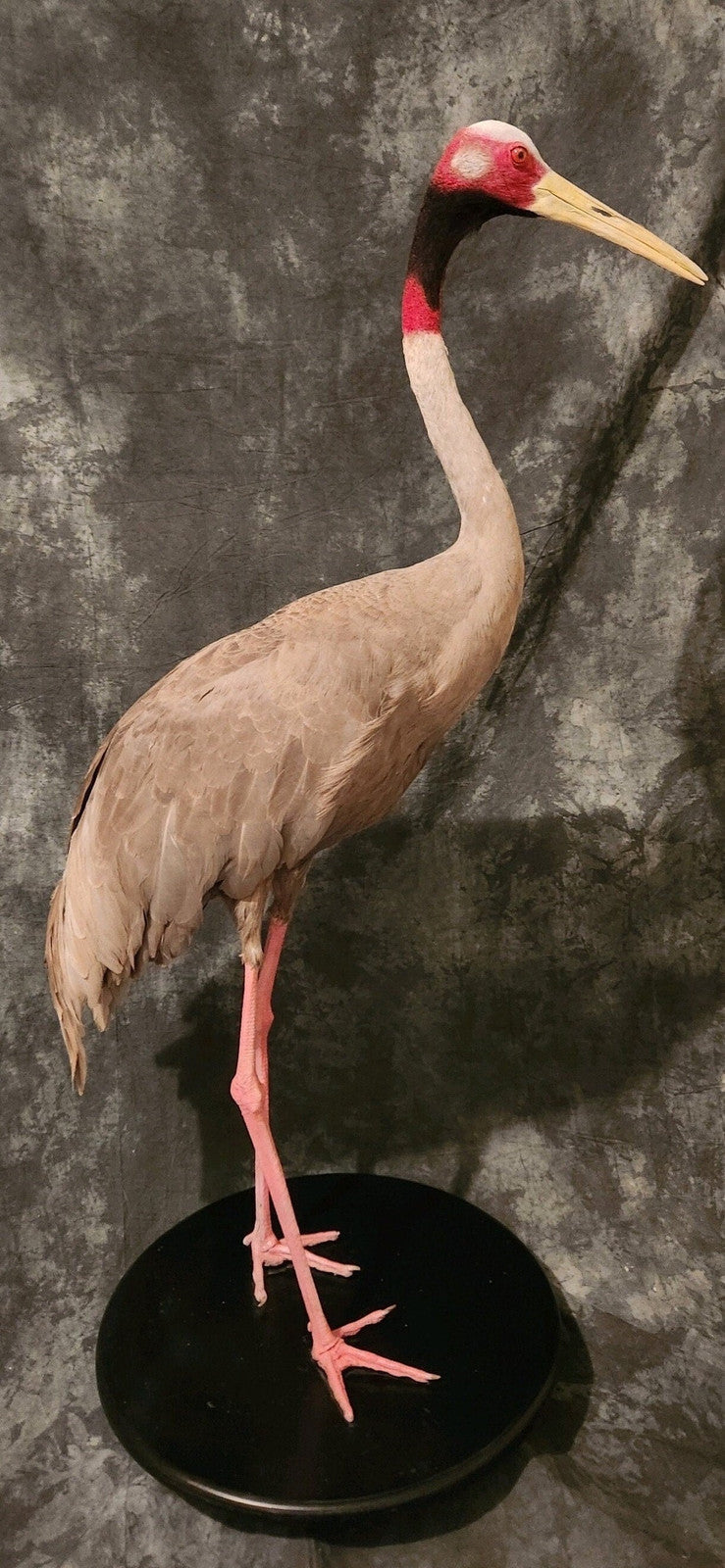 Sarus crane taxidermy Bird Mount Beautiful Feathers