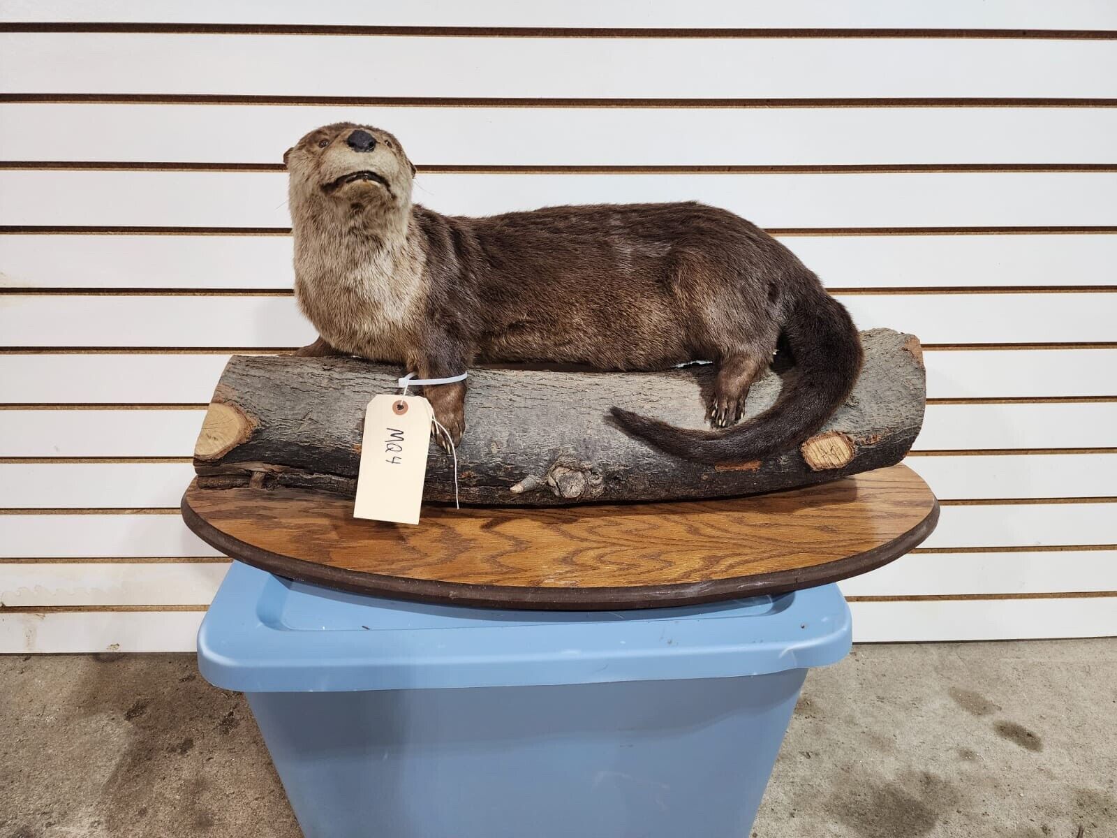 New Full Body Otter Taxidermy Mount