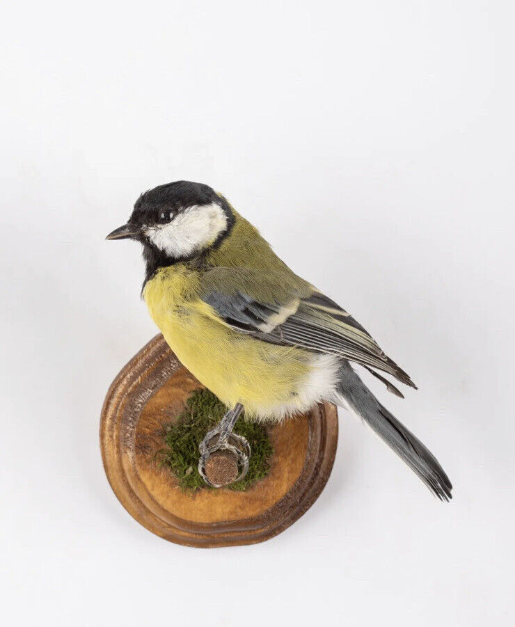 Taxidermy Great Tit (Parus major) Wall mount real bird