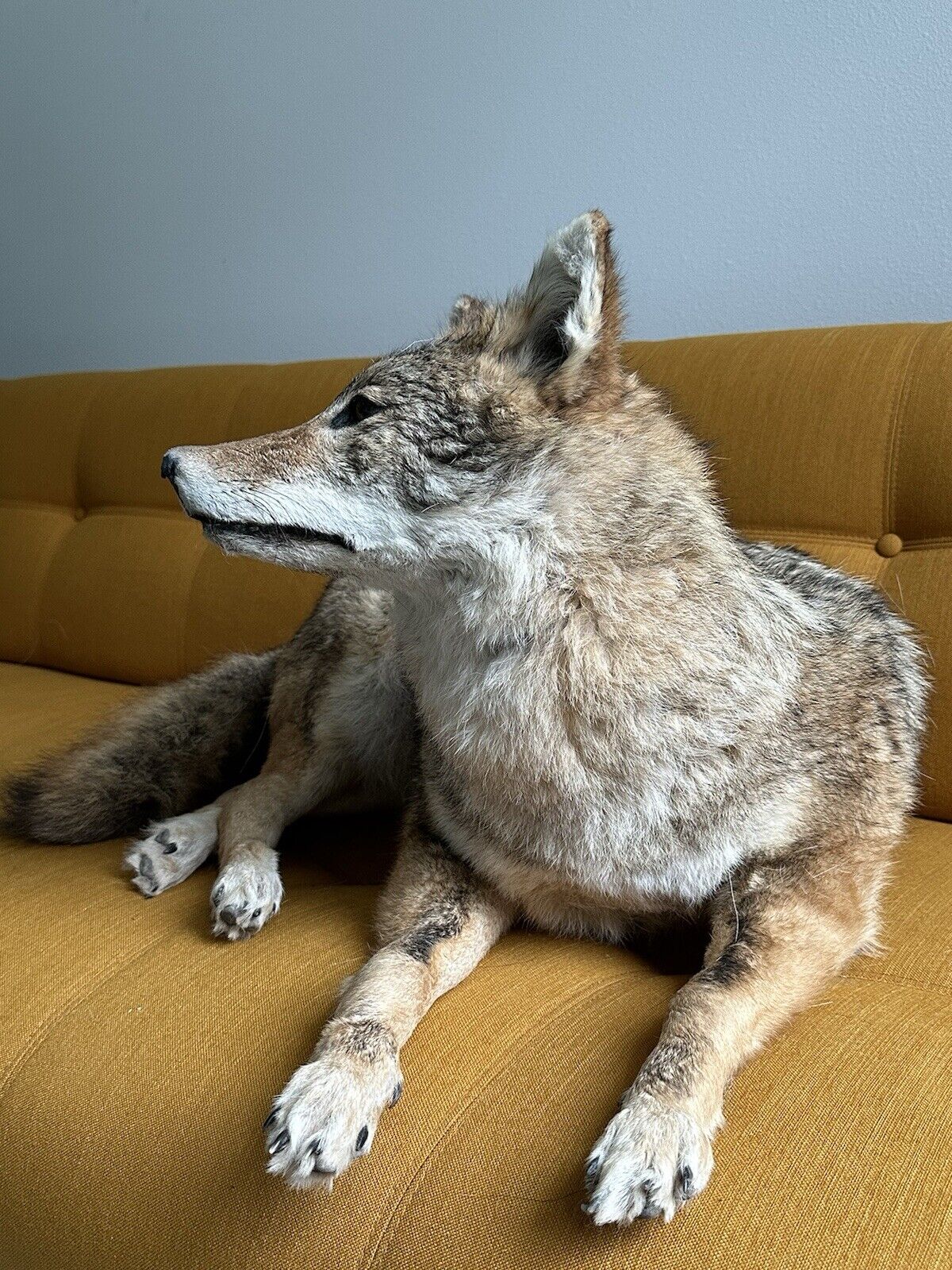 Coyote Taxidermy Custom Full Body Mount Home Camp Wall Decor Hunting Cabin
