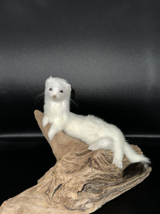 Beautiful Adorable Weasel Ermine Small Animal Taxidermy Mount Art Wildlife 20W