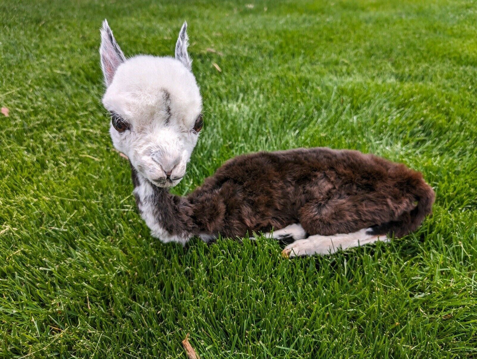 Baby Llama Taxidermy Full Body Mount Lifesize