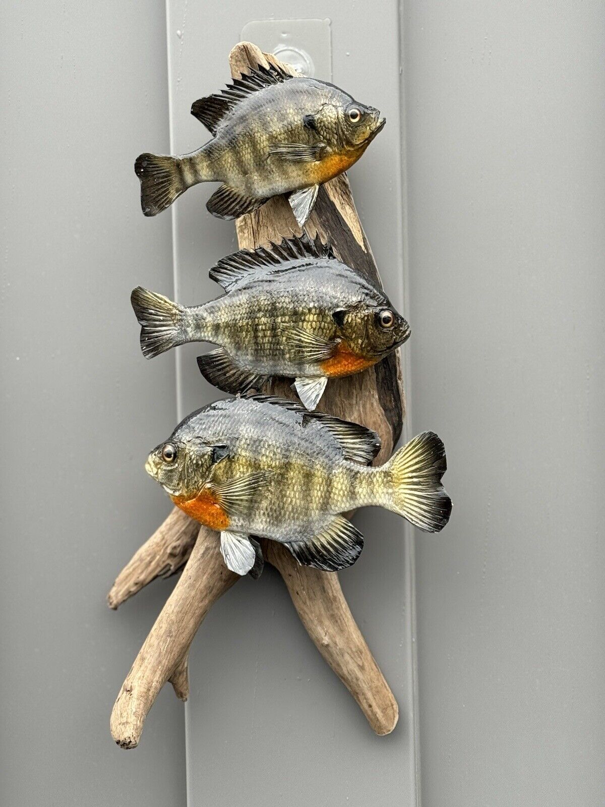 Real Skin Beautiful Sunfish Fish Taxidermy Wall Mount