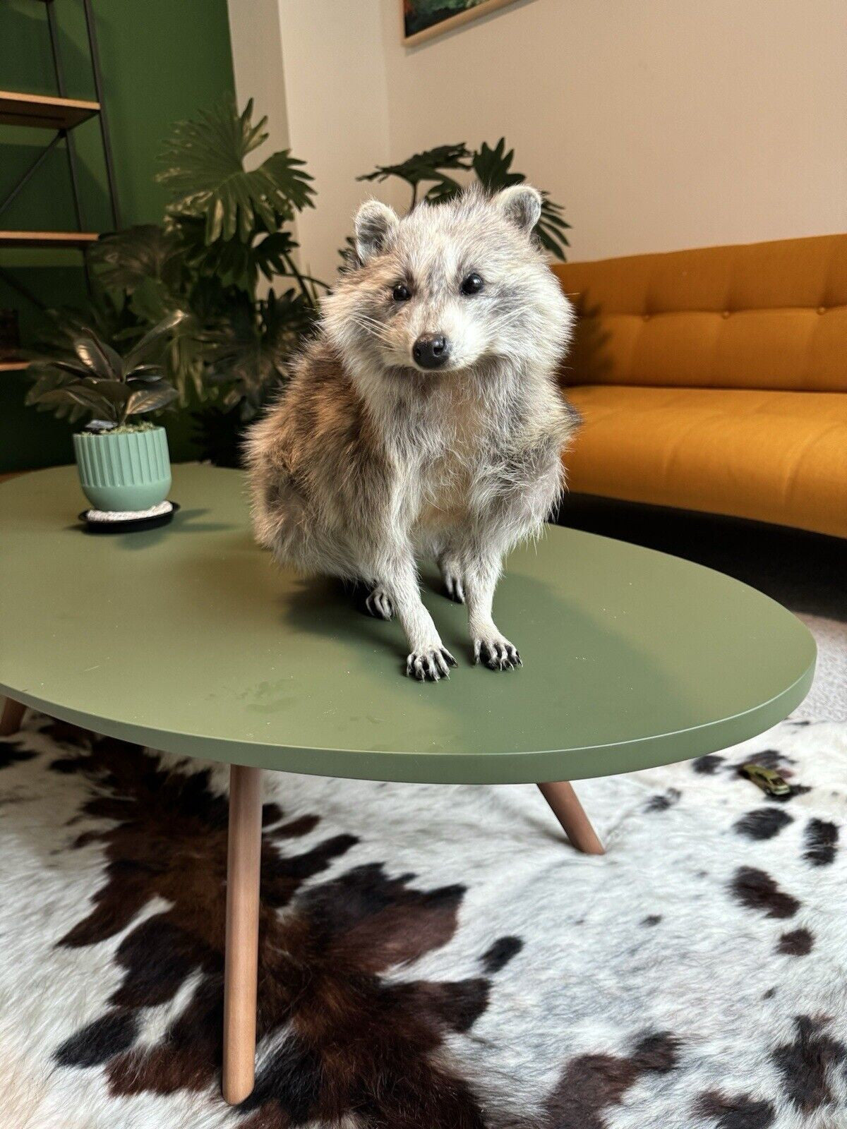 Cute Blonde Raccoon Taxidermy Mount