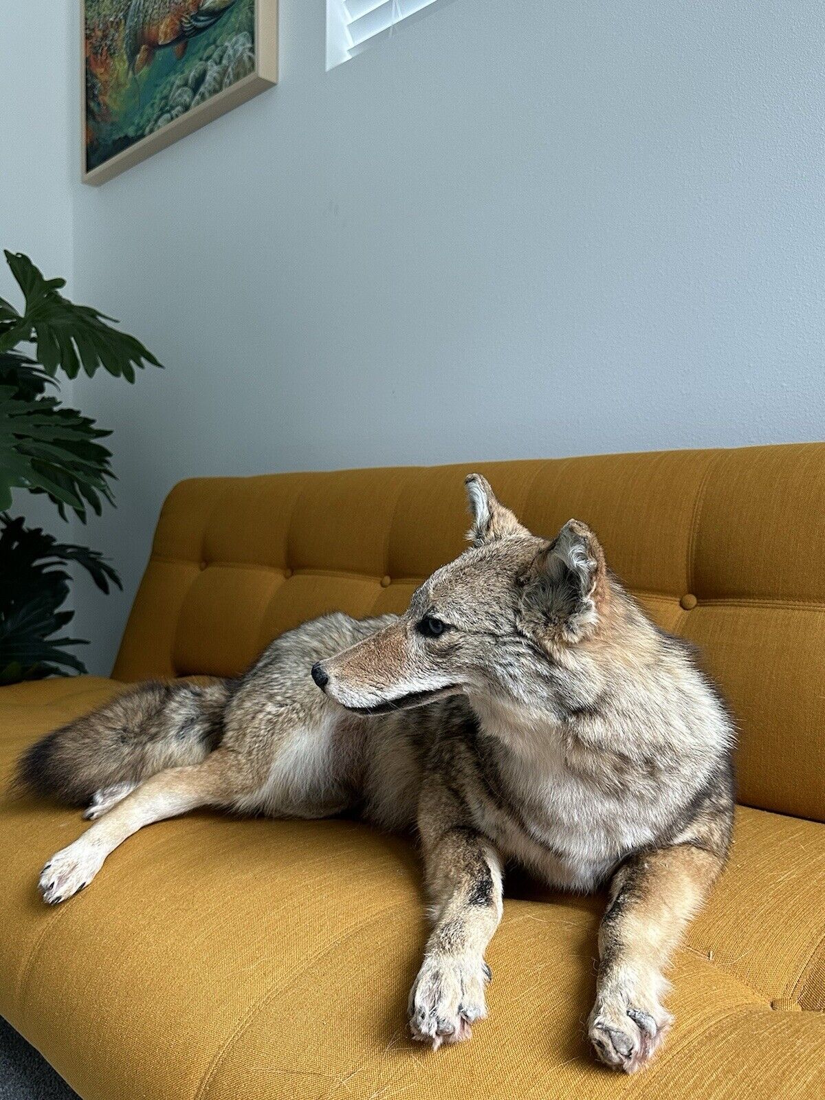 Coyote Taxidermy Custom Full Body Mount Home Camp Wall Decor Hunting Cabin