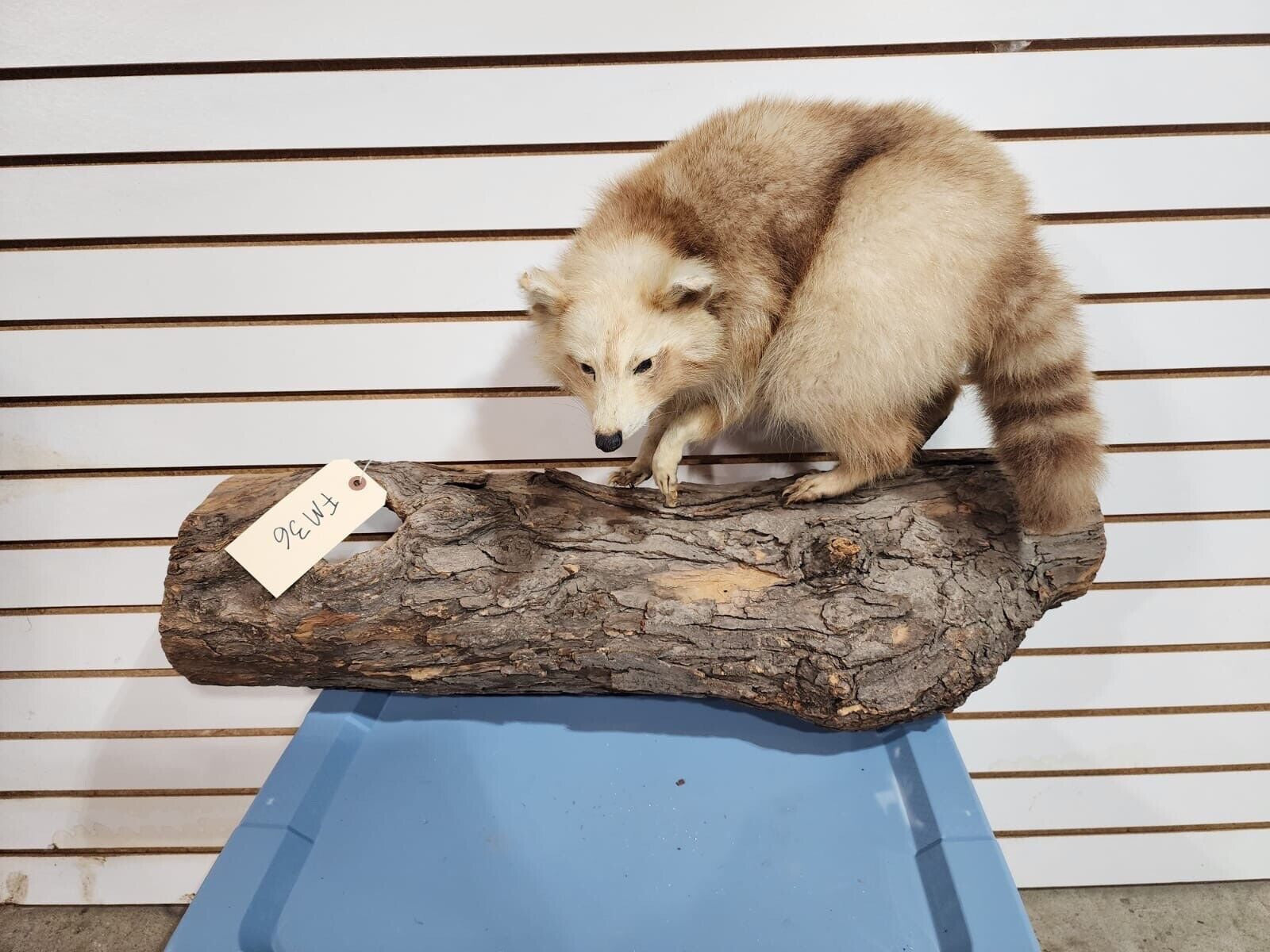 Rare Long Fur Blonde Raccoon Taxidermy Mount